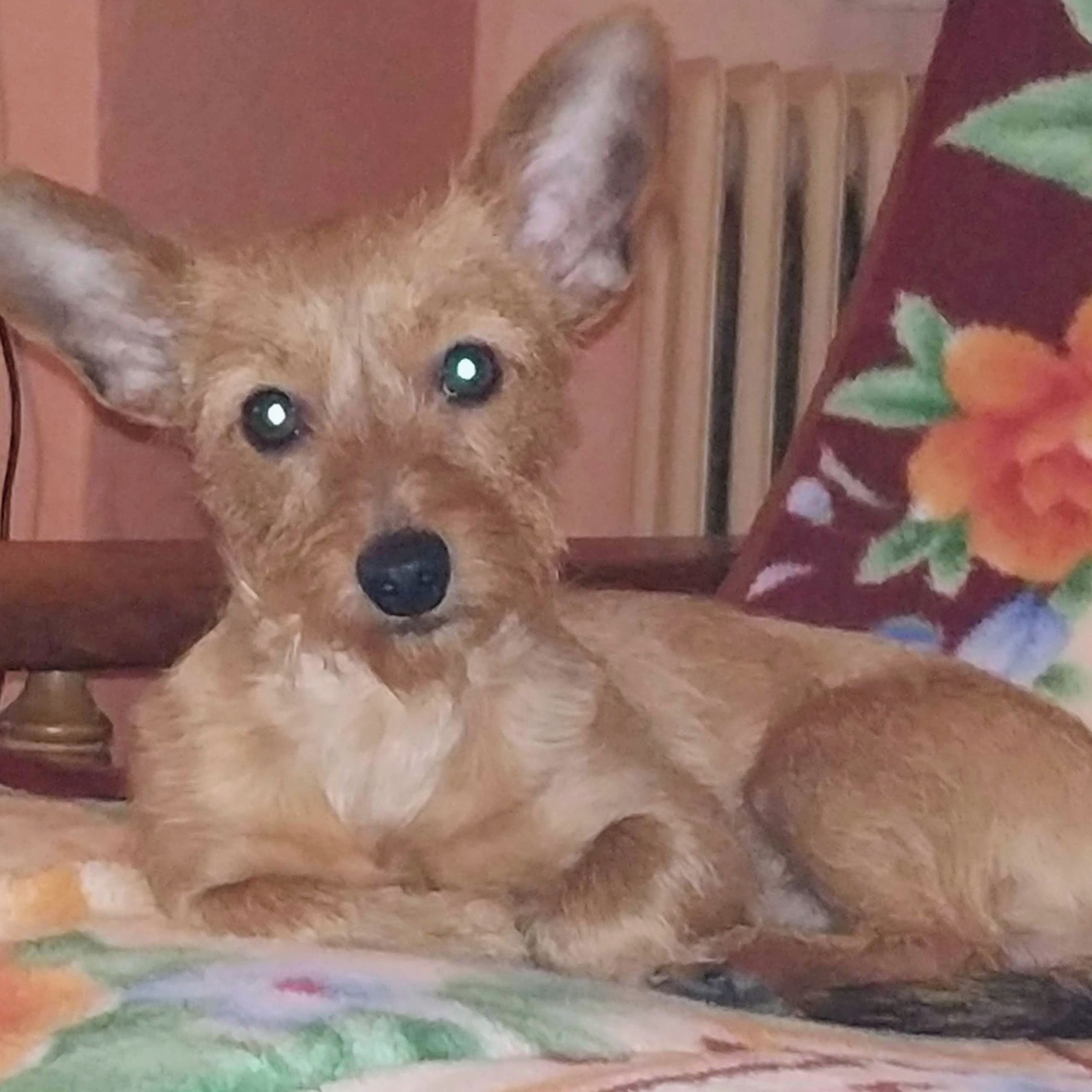 Soutěžní fotografie - Majk Tyson,  Ostatní