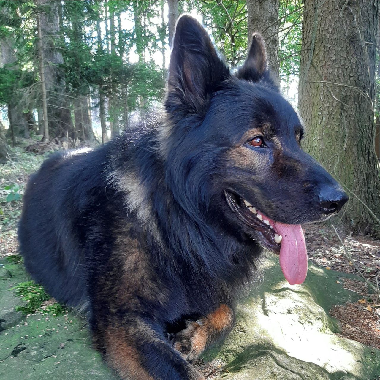 Soutěžní fotografie - Nero z Petrova,  Německý ovčák