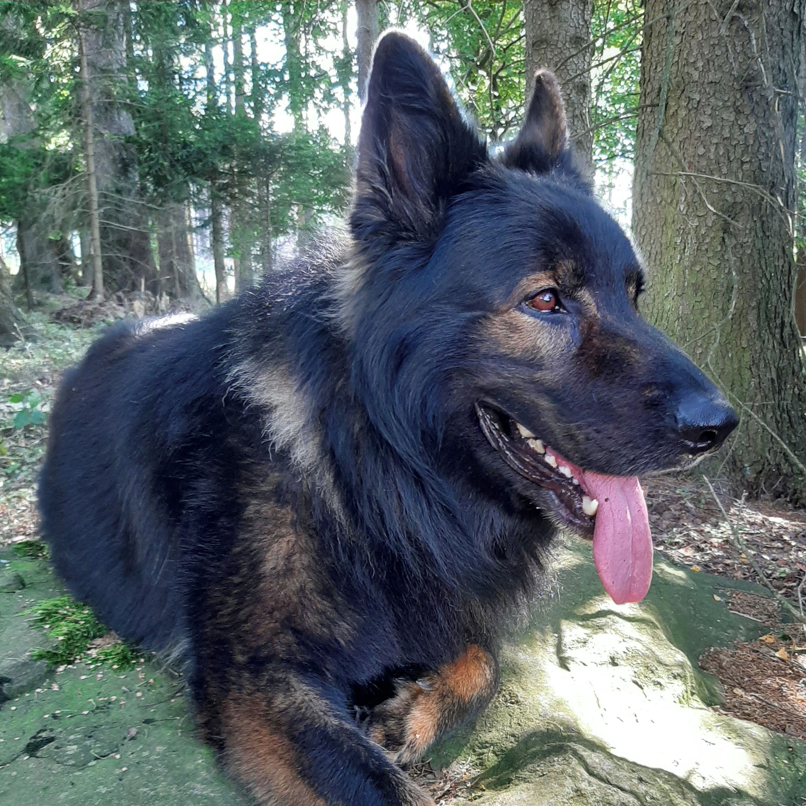 Soutěžní fotografie - Nero z Petrova,  Německý ovčák