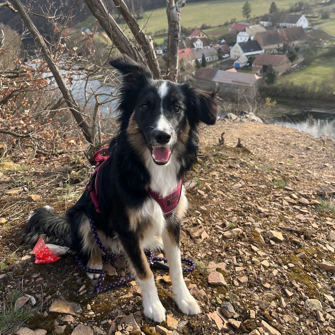 Soutěžní fotografie - Lea,  Border kolie