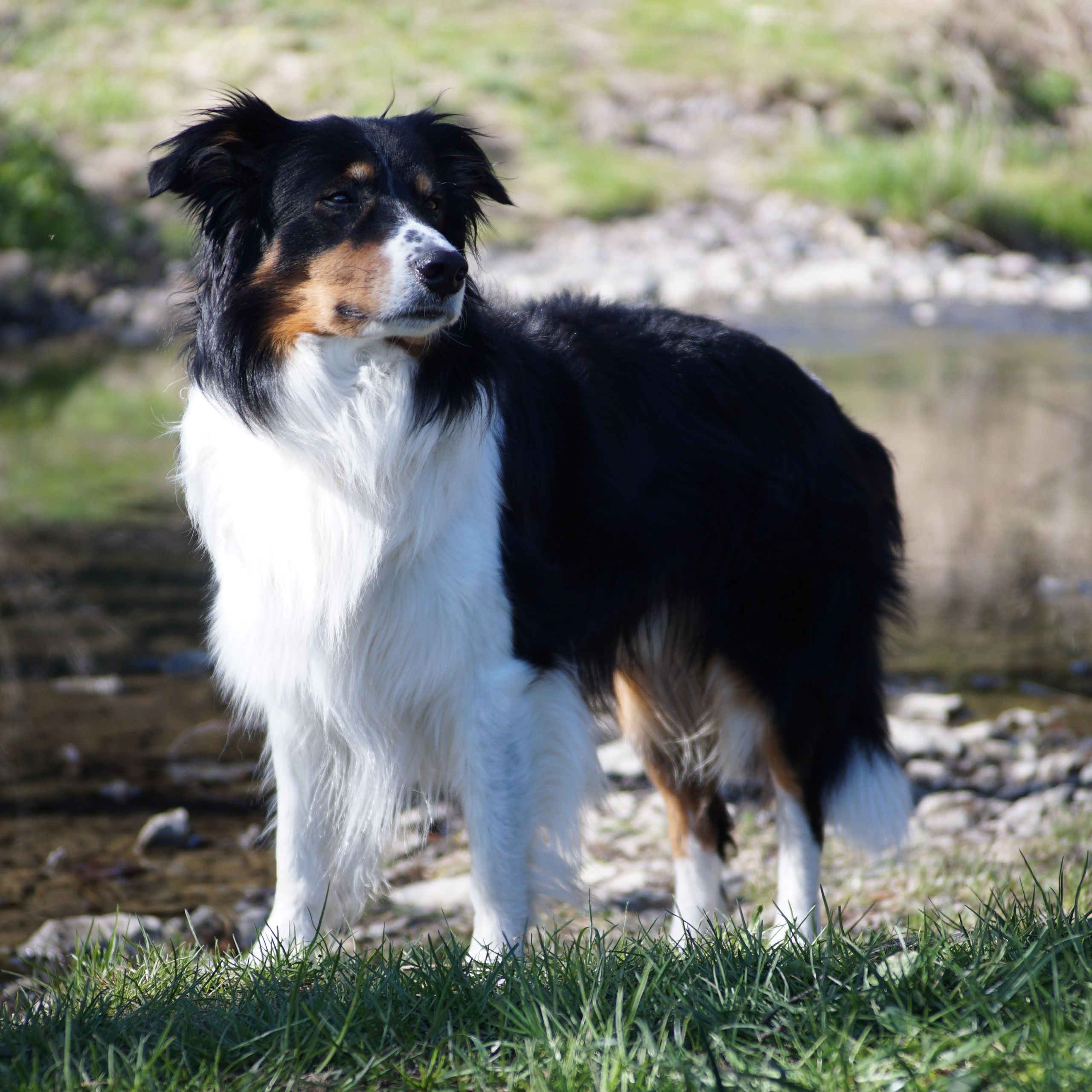 Soutěžní fotografie - Godot,  Border kolie