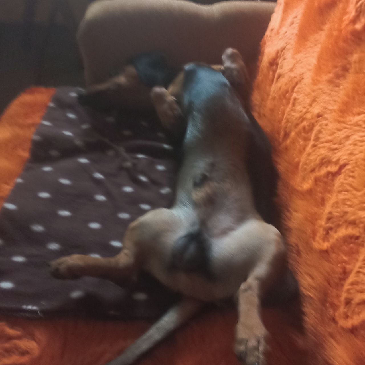 Soutěžní fotografie - Pajda,  Jezevčík