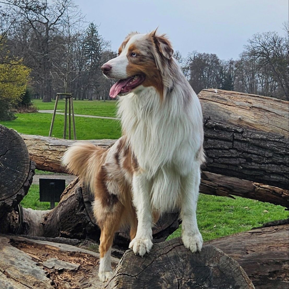 Soutěžní fotografie - Coffee,  Australský ovčák