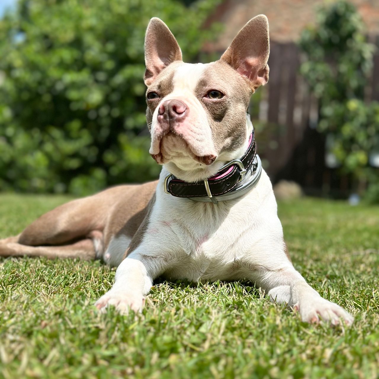 Soutěžní fotografie - Jessie,  Bostonský terier