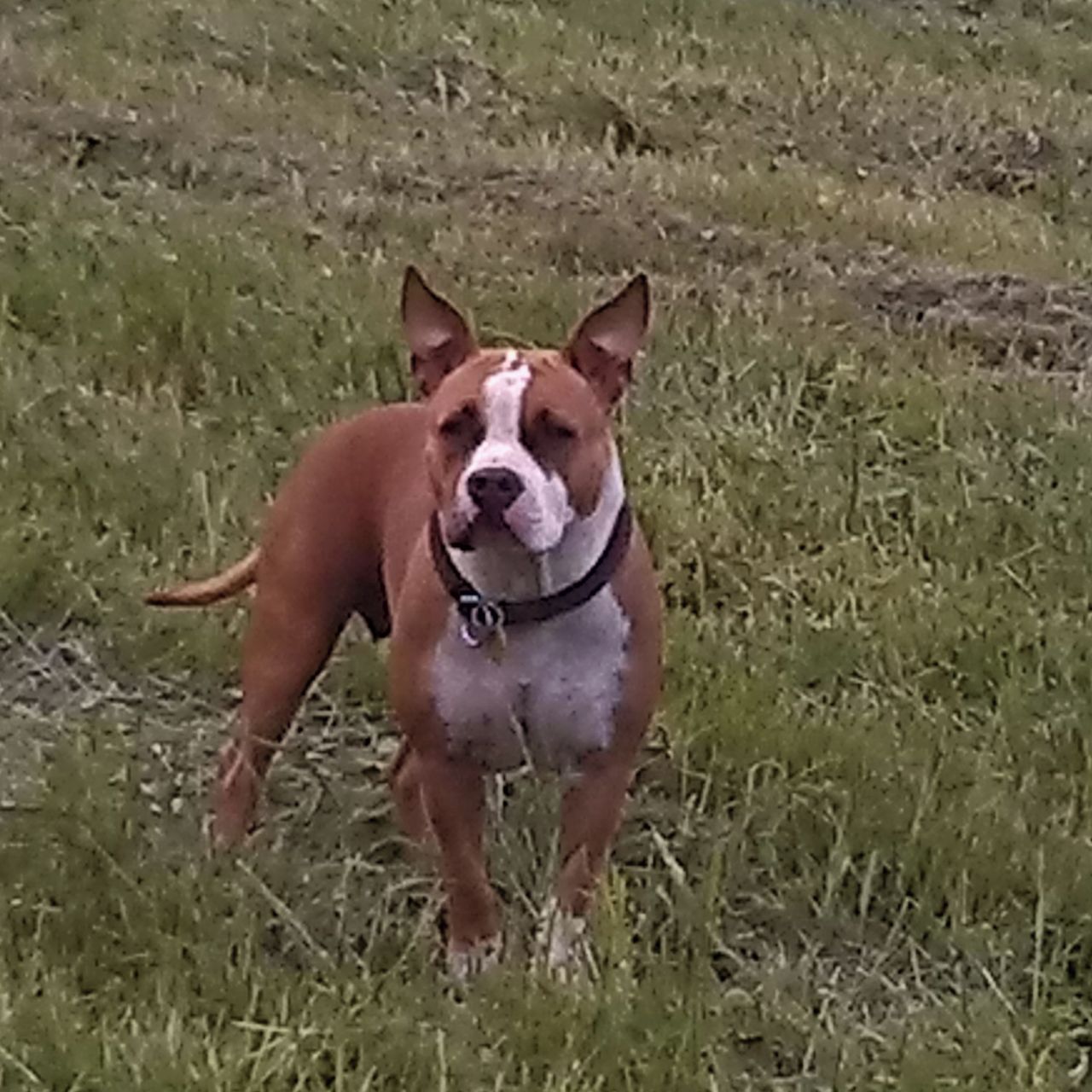 Soutěžní fotografie - Lola,  Americký stafordširský terier