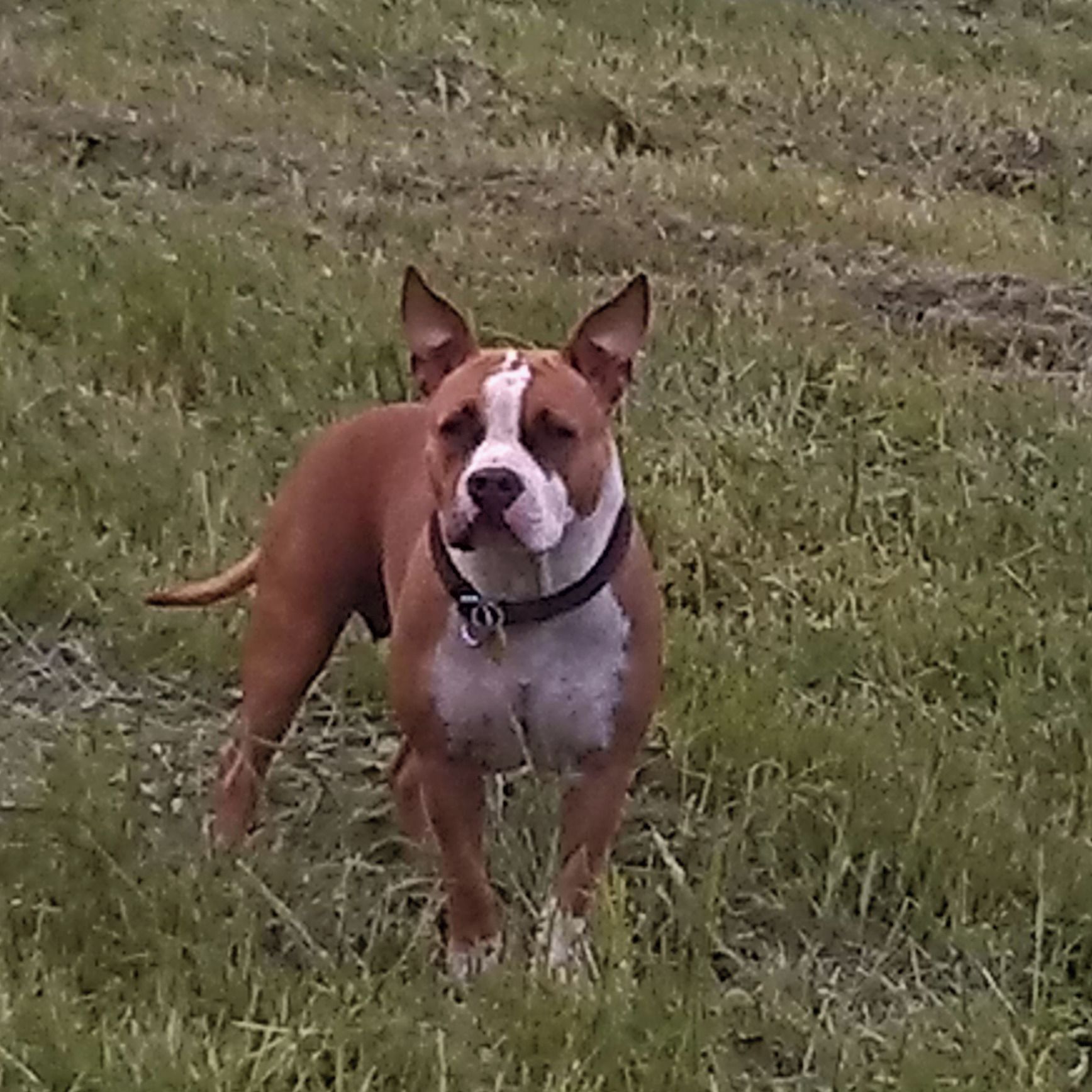 Soutěžní fotografie - Lola,  Americký stafordširský terier