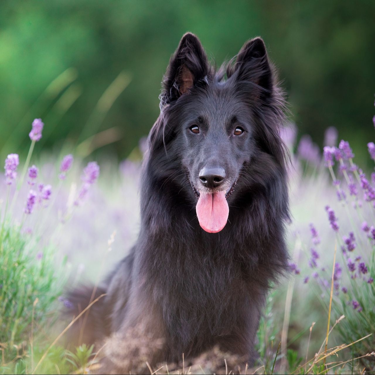 Soutěžní fotografie - Saphira,  Belgický ovčák - Groenendael