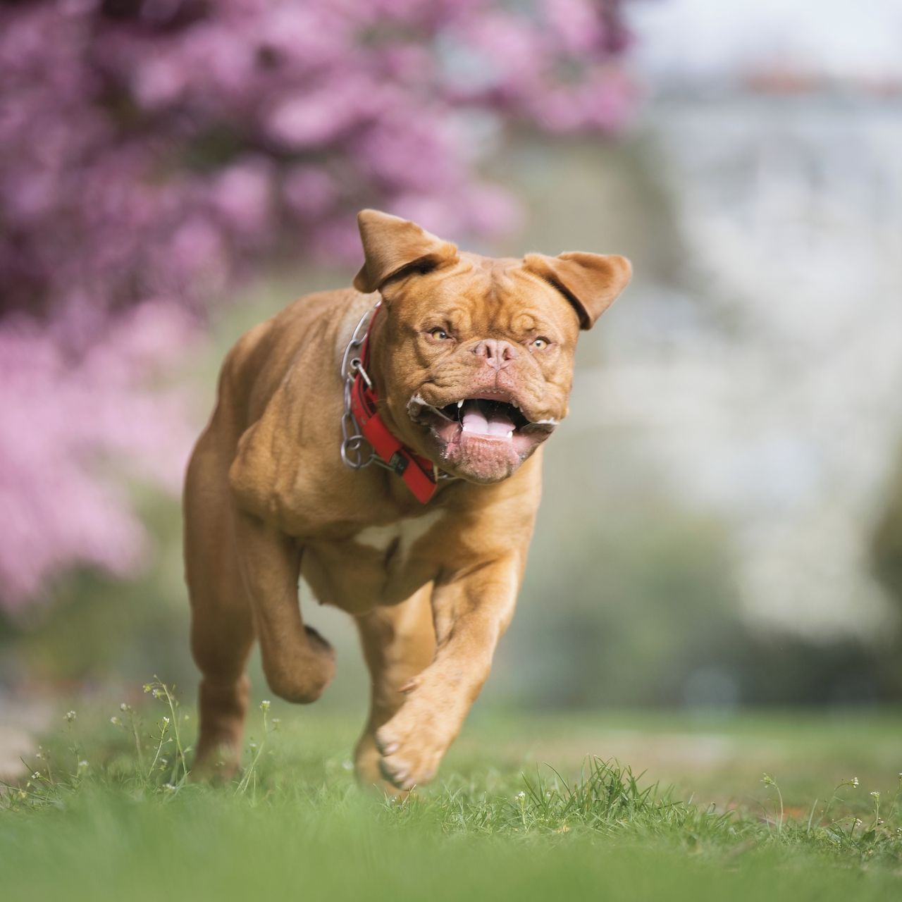 Soutěžní fotografie - Annabelle,  Bordeauxská doga