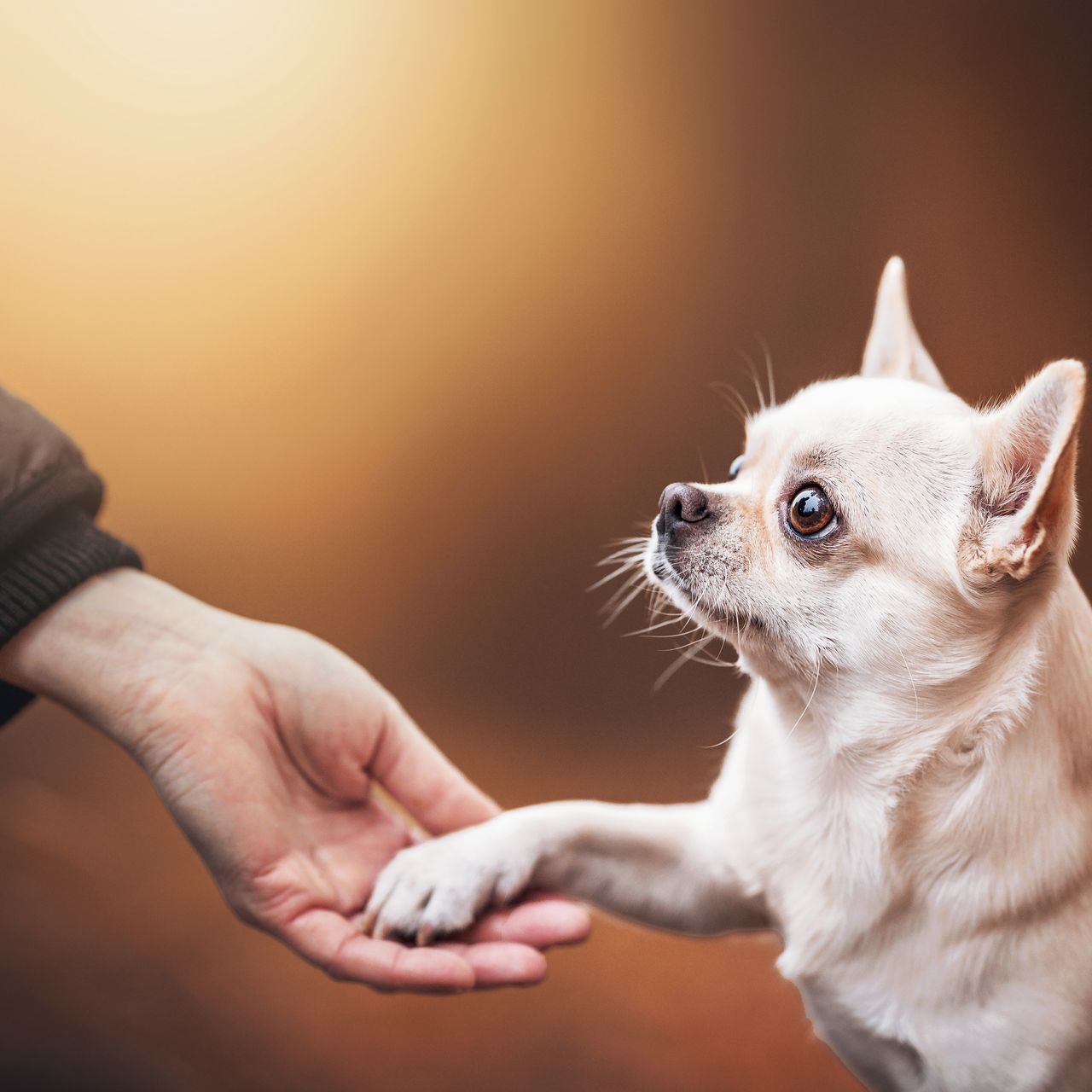 Soutěžní fotografie - Toby,  Čivava krátkosrstá
