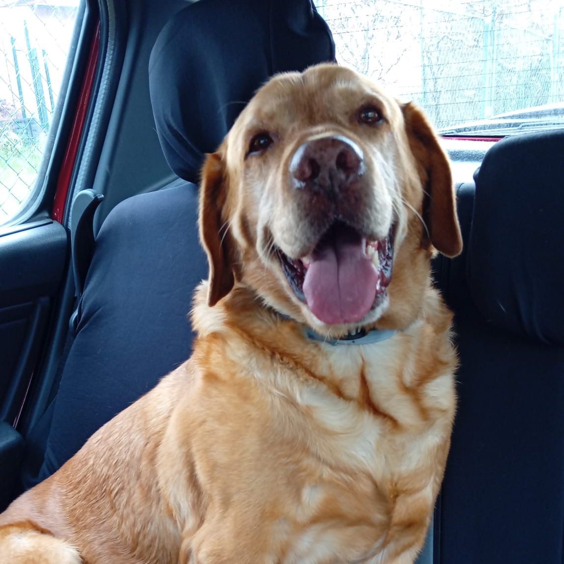 Soutěžní fotografie - Bady,  Labradorský retriever