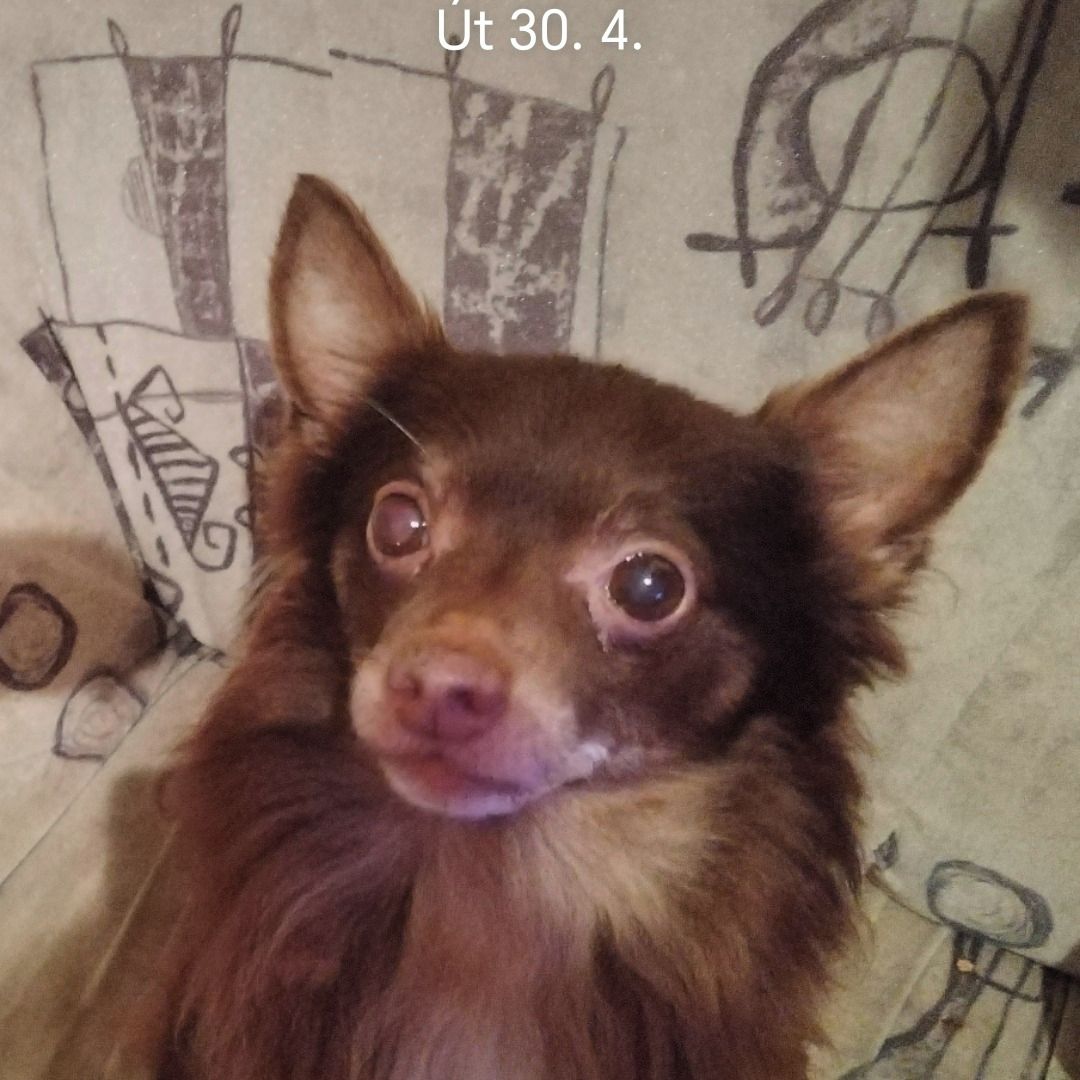 Soutěžní fotografie - Redža,  Čivava