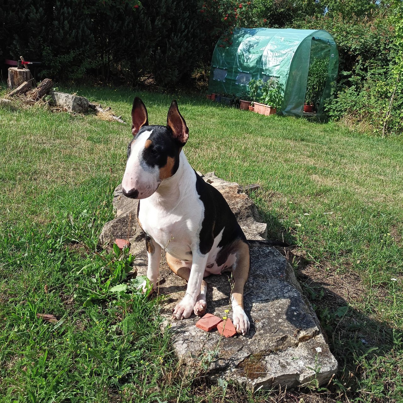 Soutěžní fotografie - Freya,  Bulteriér