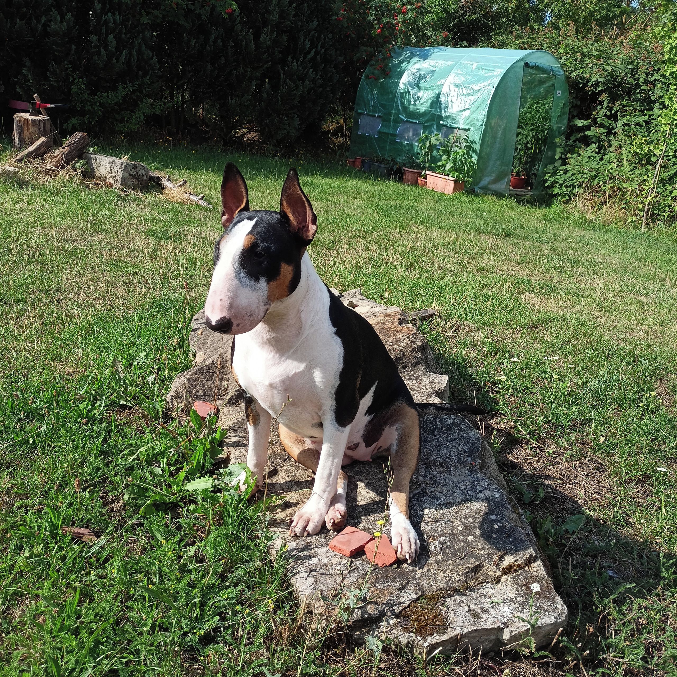 Soutěžní fotografie - Freya,  Bulteriér