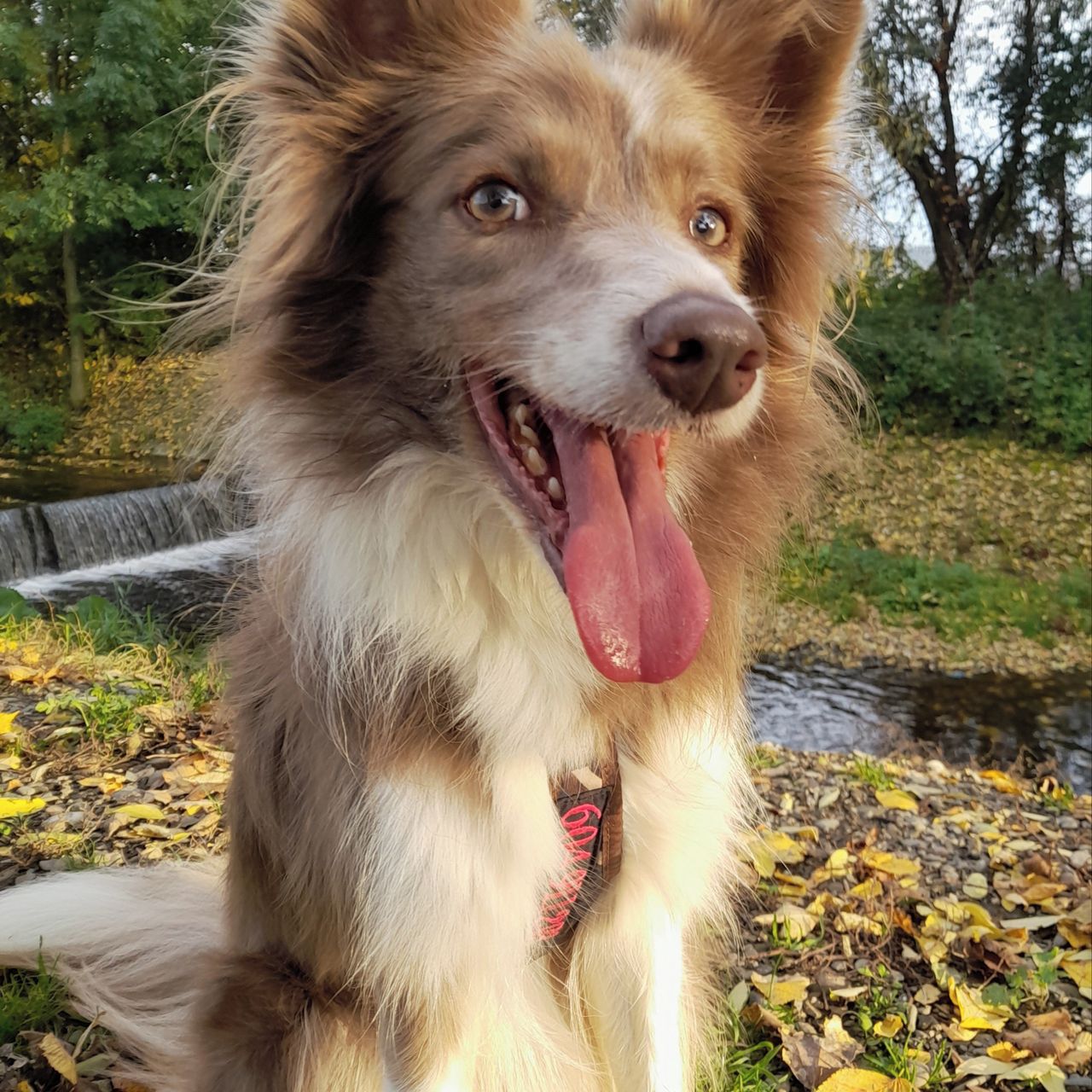 Soutěžní fotografie - Elly,  Border kolie