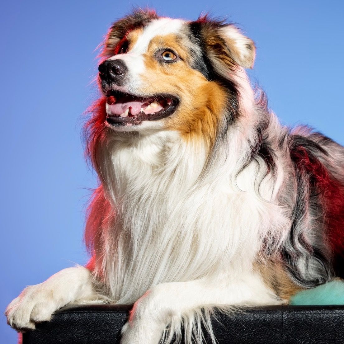 Soutěžní fotografie - Coudy,  Australský ovčák