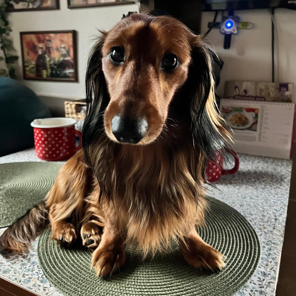 Soutěžní fotografie - Ben,  Jezevčík