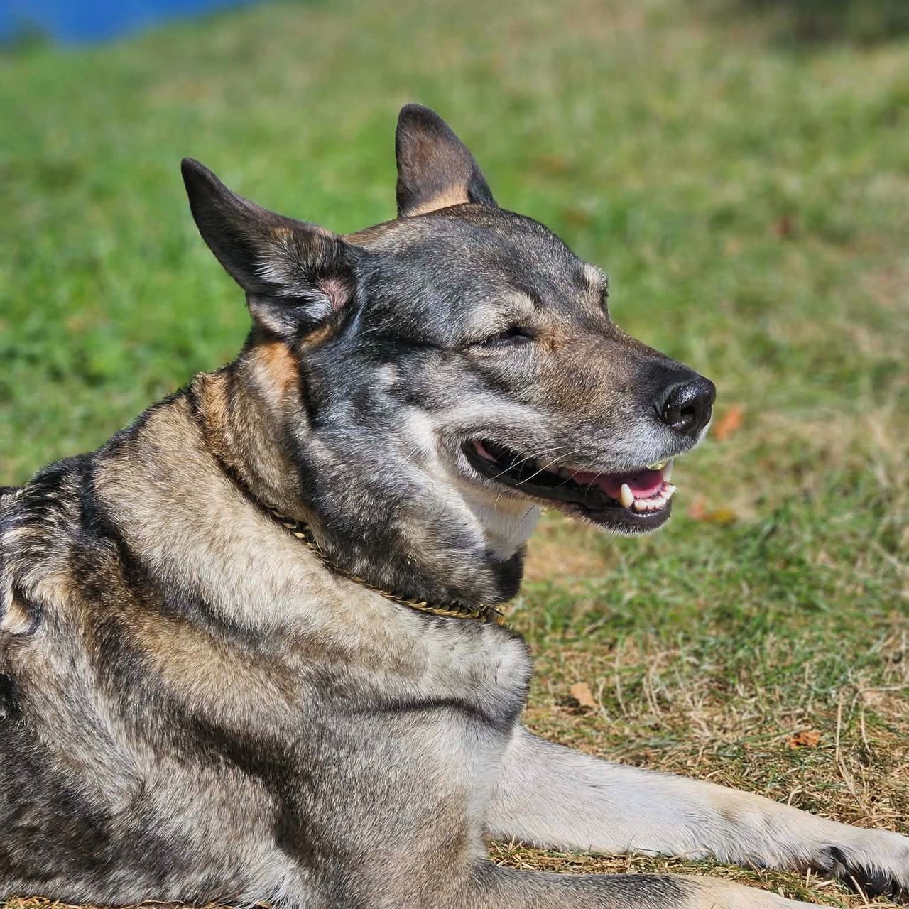 Soutěžní fotografie - Roxi,  Ostatní