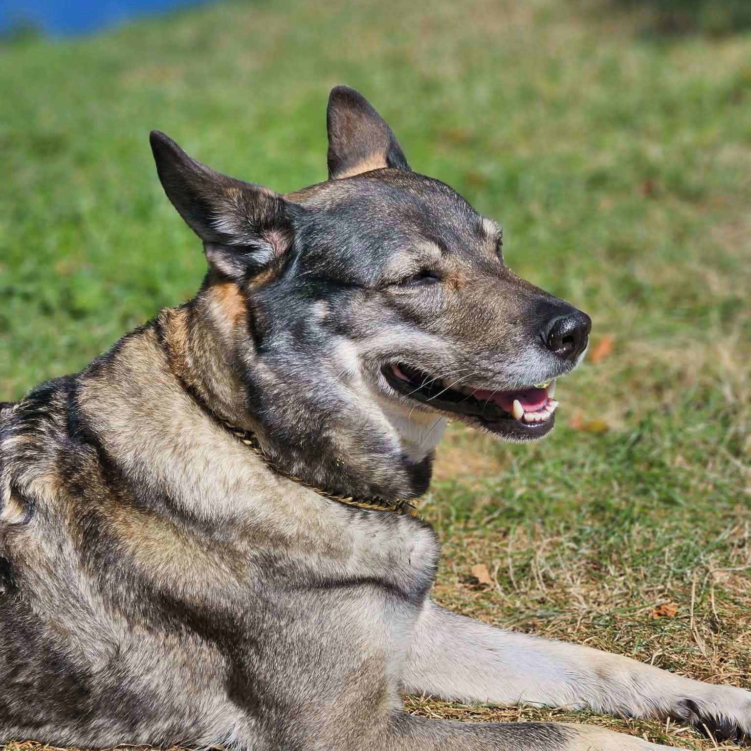 Soutěžní fotografie - Roxi,  Ostatní