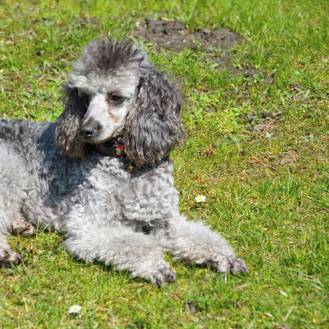 Soutěžní fotografie - Ája,  Pudl