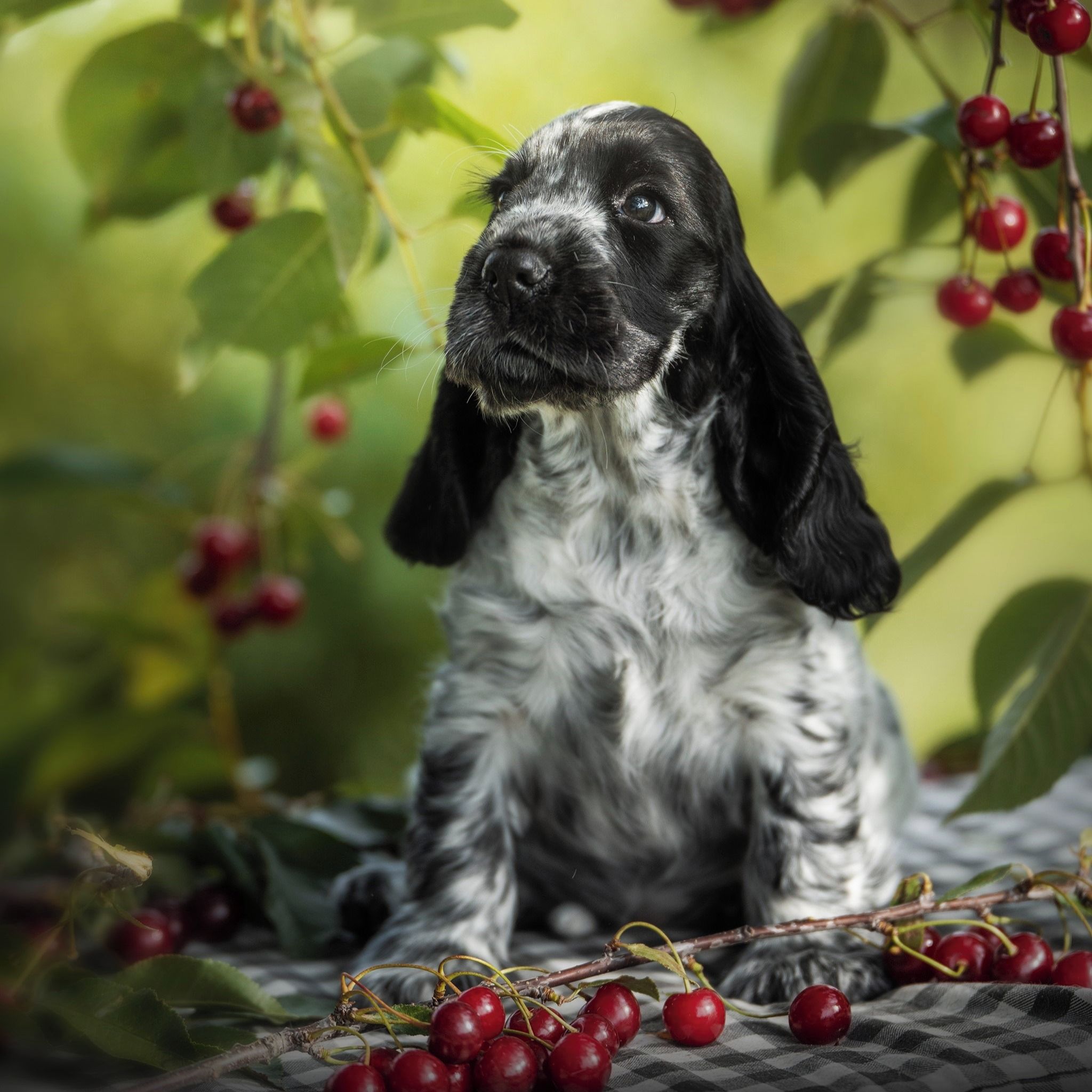 Soutěžní fotografie - Terezka,  Anglický kokršpaněl