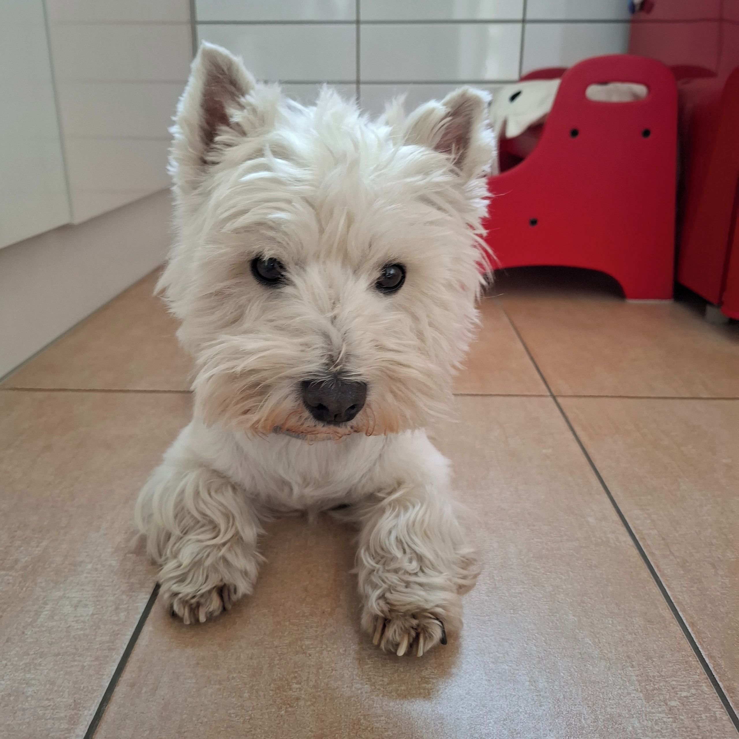Soutěžní fotografie - Eda,  West Highland White Terrier