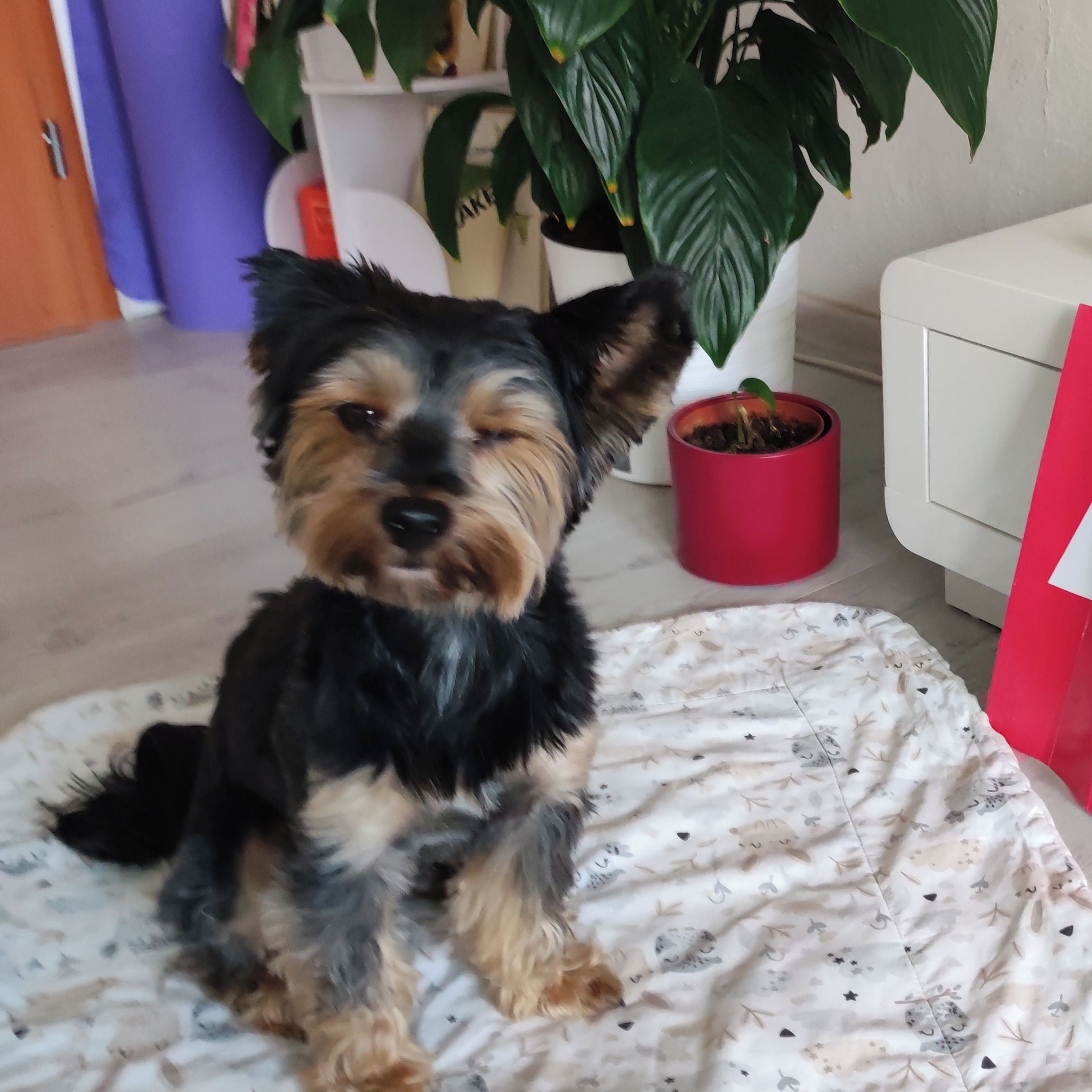 Soutěžní fotografie - Noxik,  Yorkšírský terier