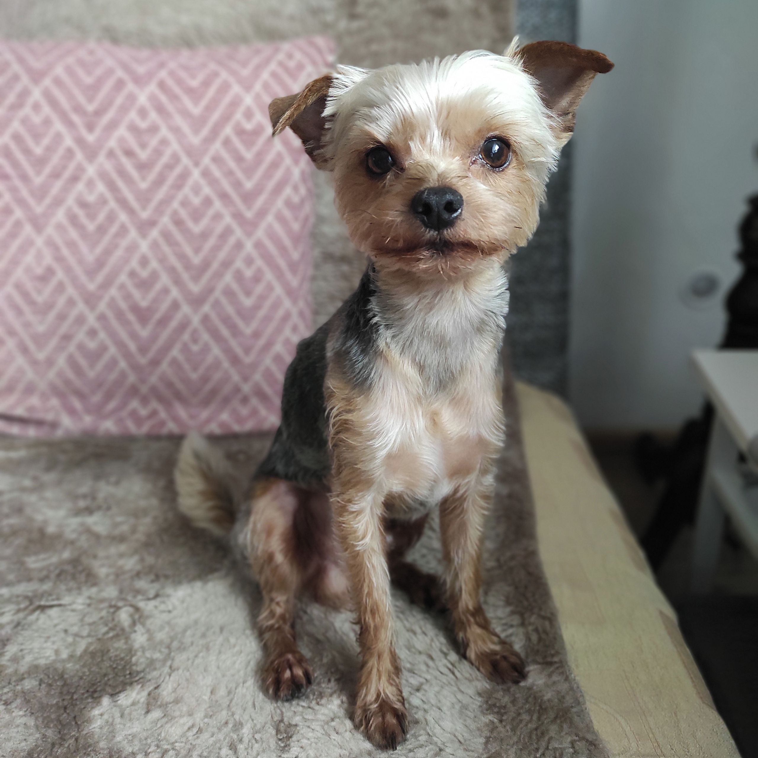 Soutěžní fotografie - Rocky,  Yorkšírský terier