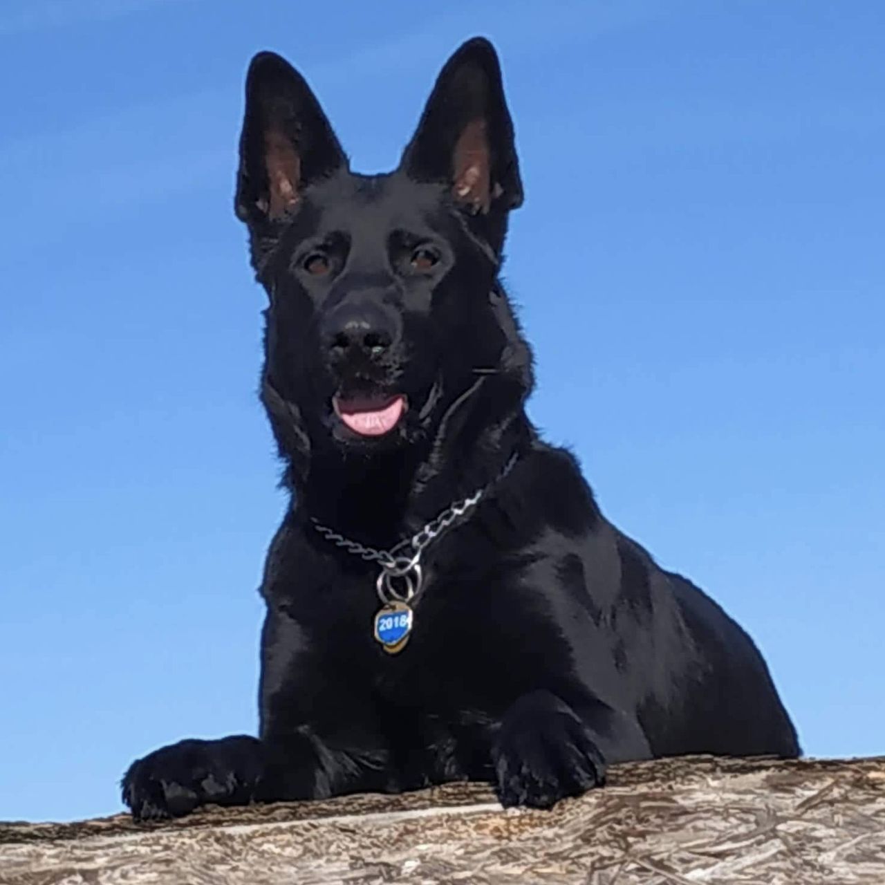 Soutěžní fotografie - Rita,  Německý ovčák