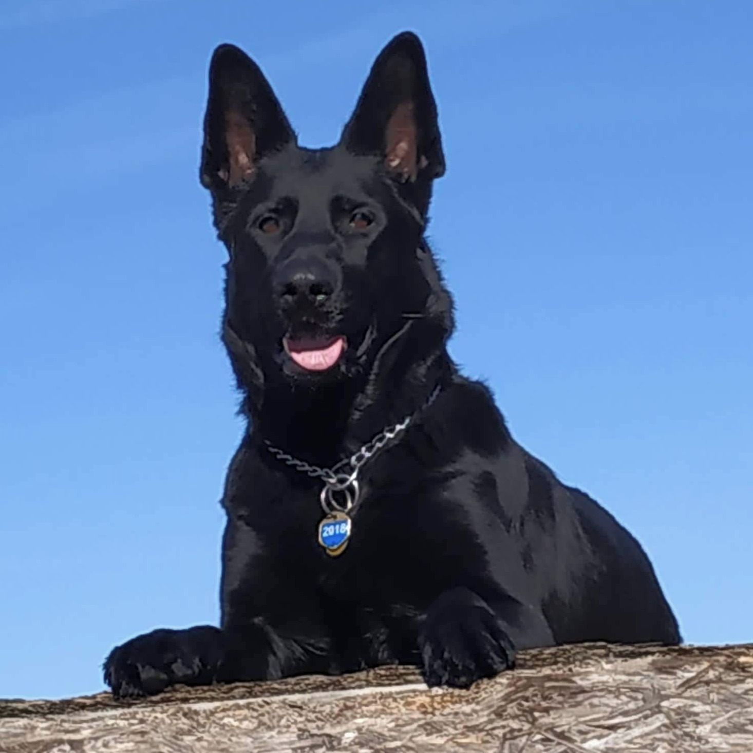 Soutěžní fotografie - Rita,  Německý ovčák