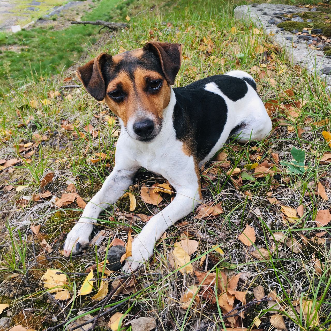 Soutěžní fotografie - Sweetie,  Jack Russell Teriér