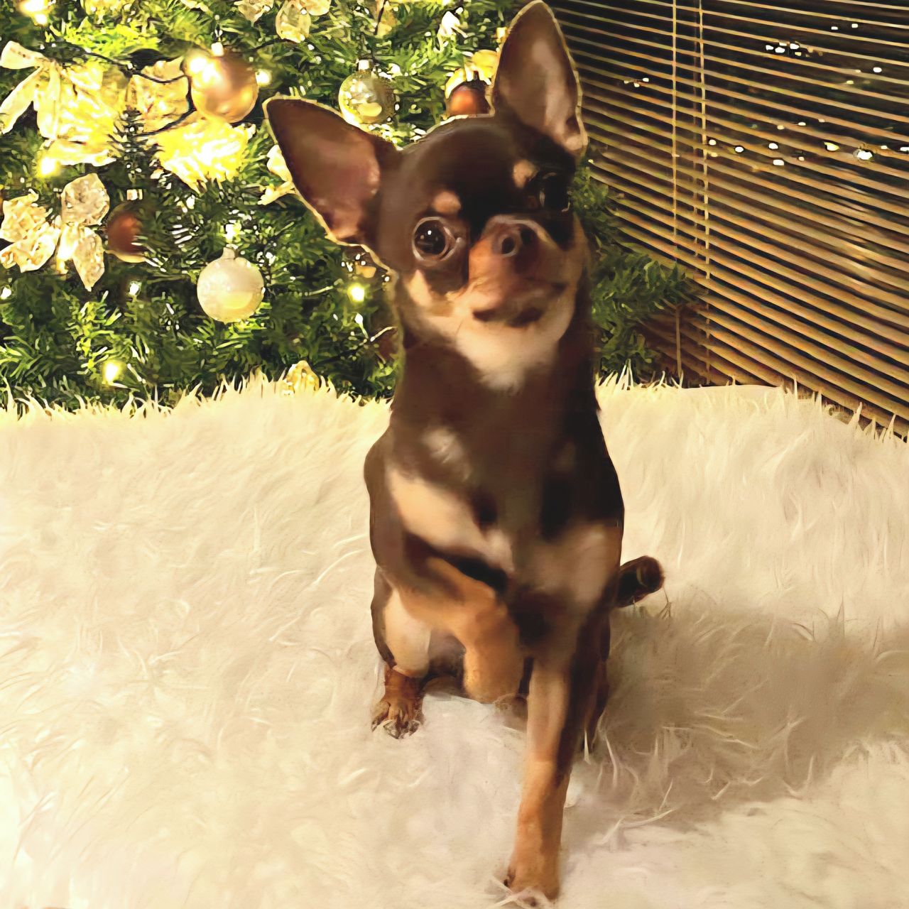 Soutěžní fotografie - Roco,  Čivava krátkosrstá