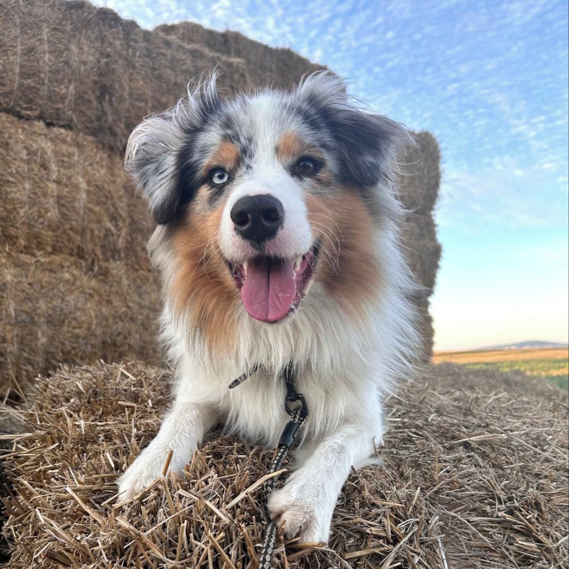 Soutěžní fotografie - Carrie,  Australský ovčák