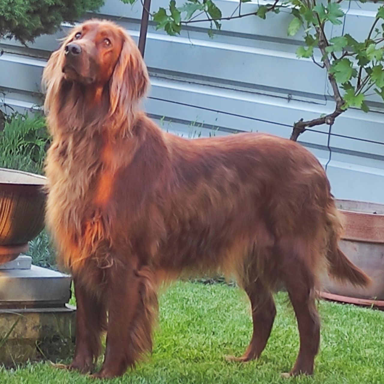 Soutěžní fotografie - Sira,  Irský setr