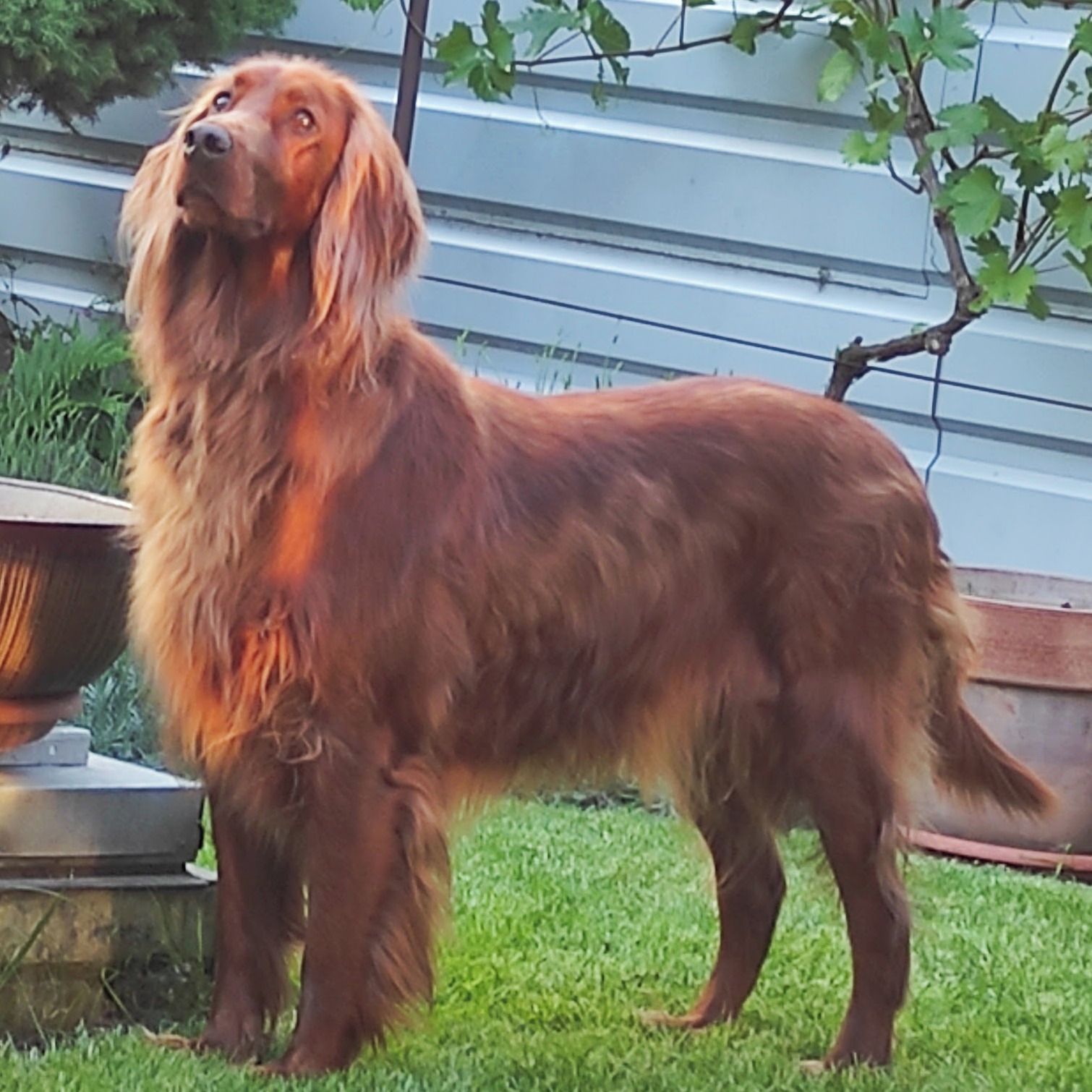 Soutěžní fotografie - Sira,  Irský setr