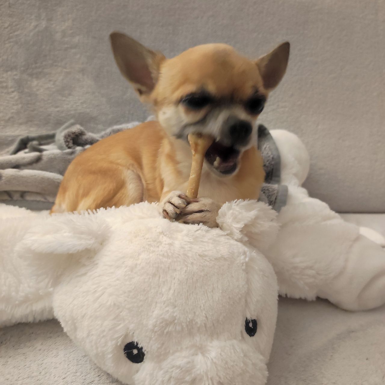 Soutěžní fotografie - Beky,  Čivava