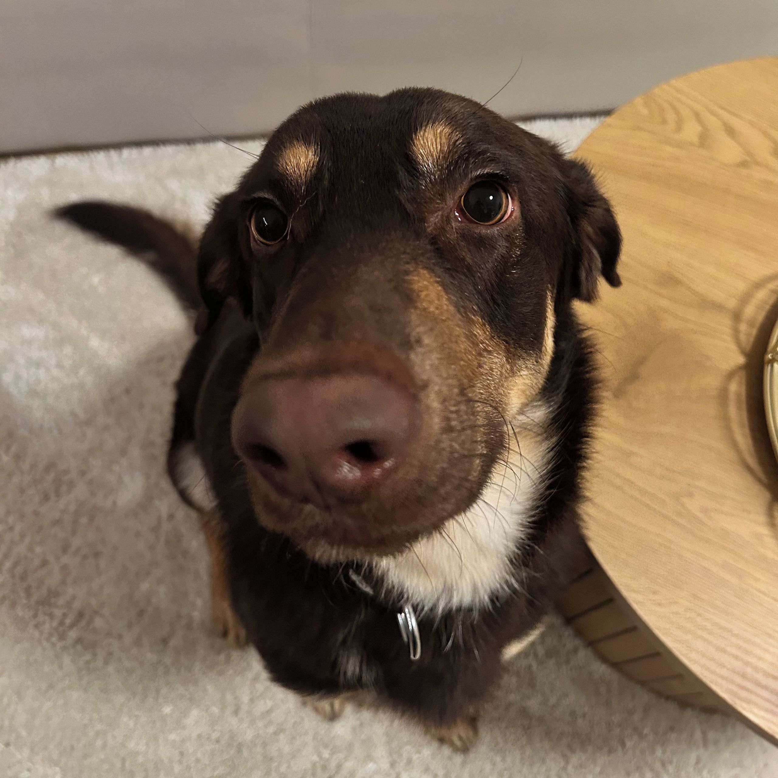 Soutěžní fotografie - Baddy,  Ostatní