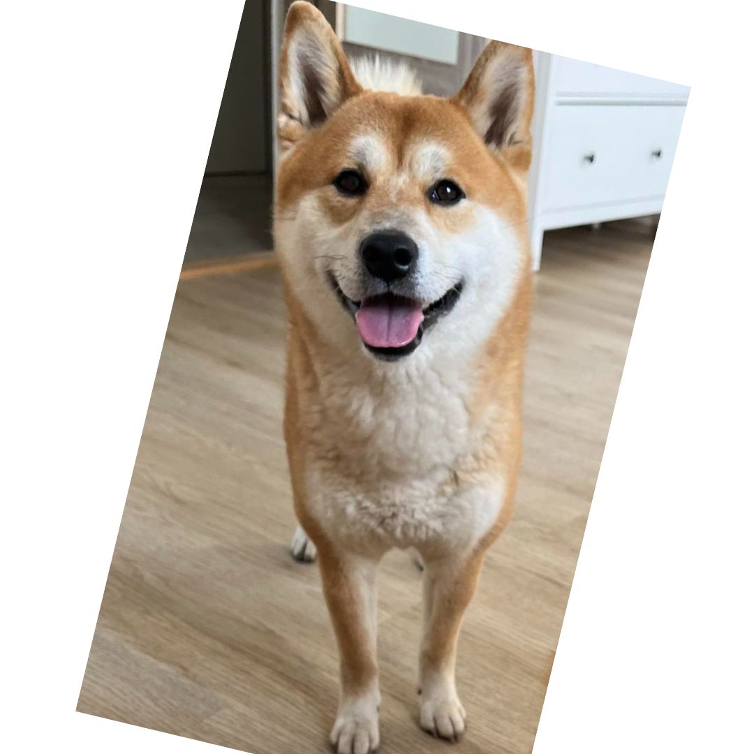 Soutěžní fotografie - Bingo,  Shiba