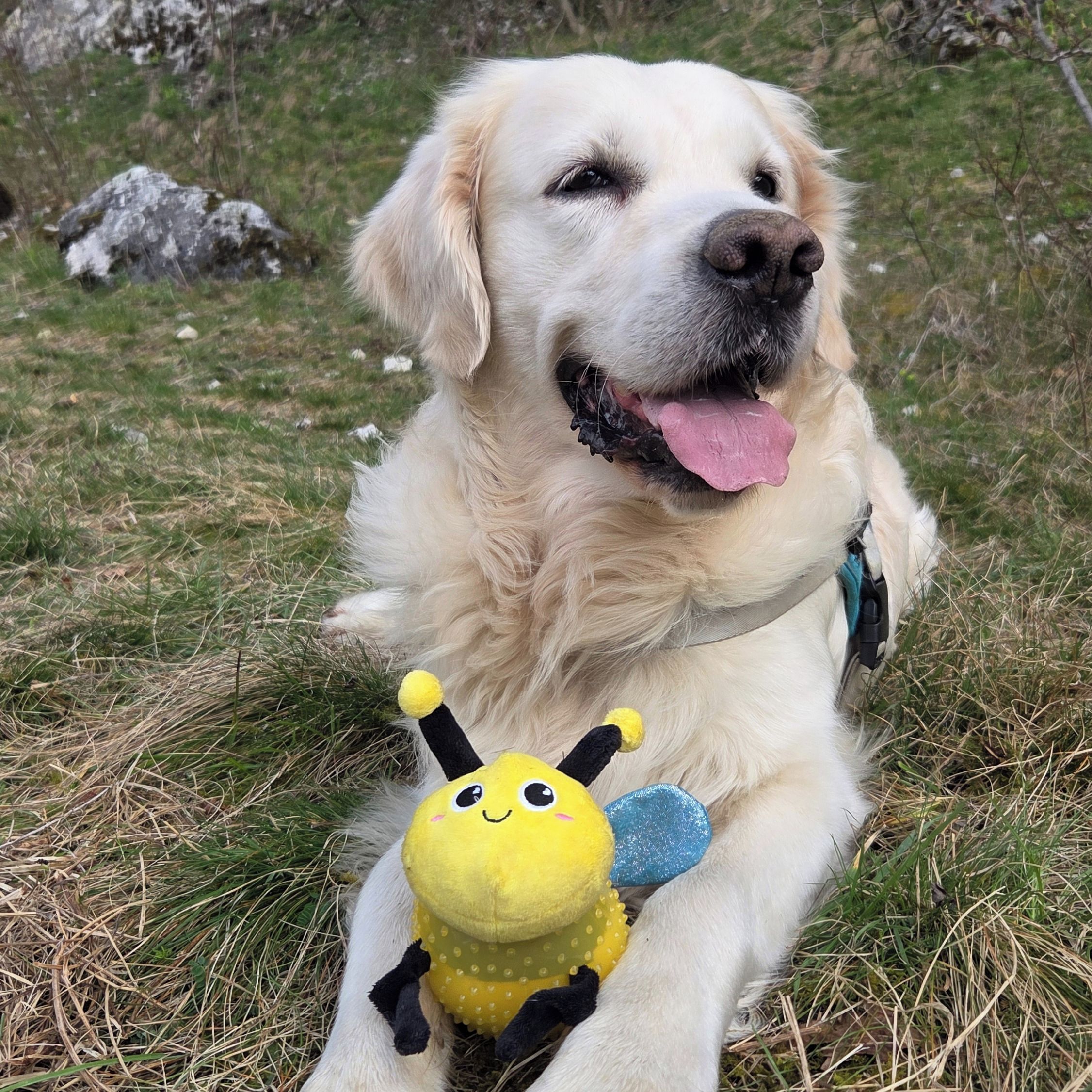 Soutěžní fotografie - NEO,  Zlatý retriever