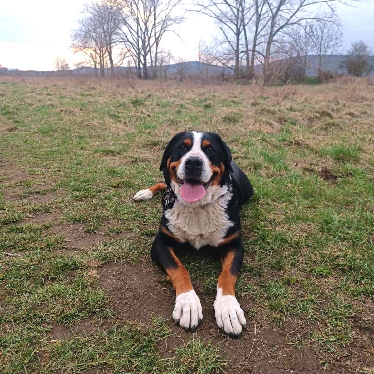 Soutěžní fotografie - Aireen,  Velký švýcarský salašnický pes