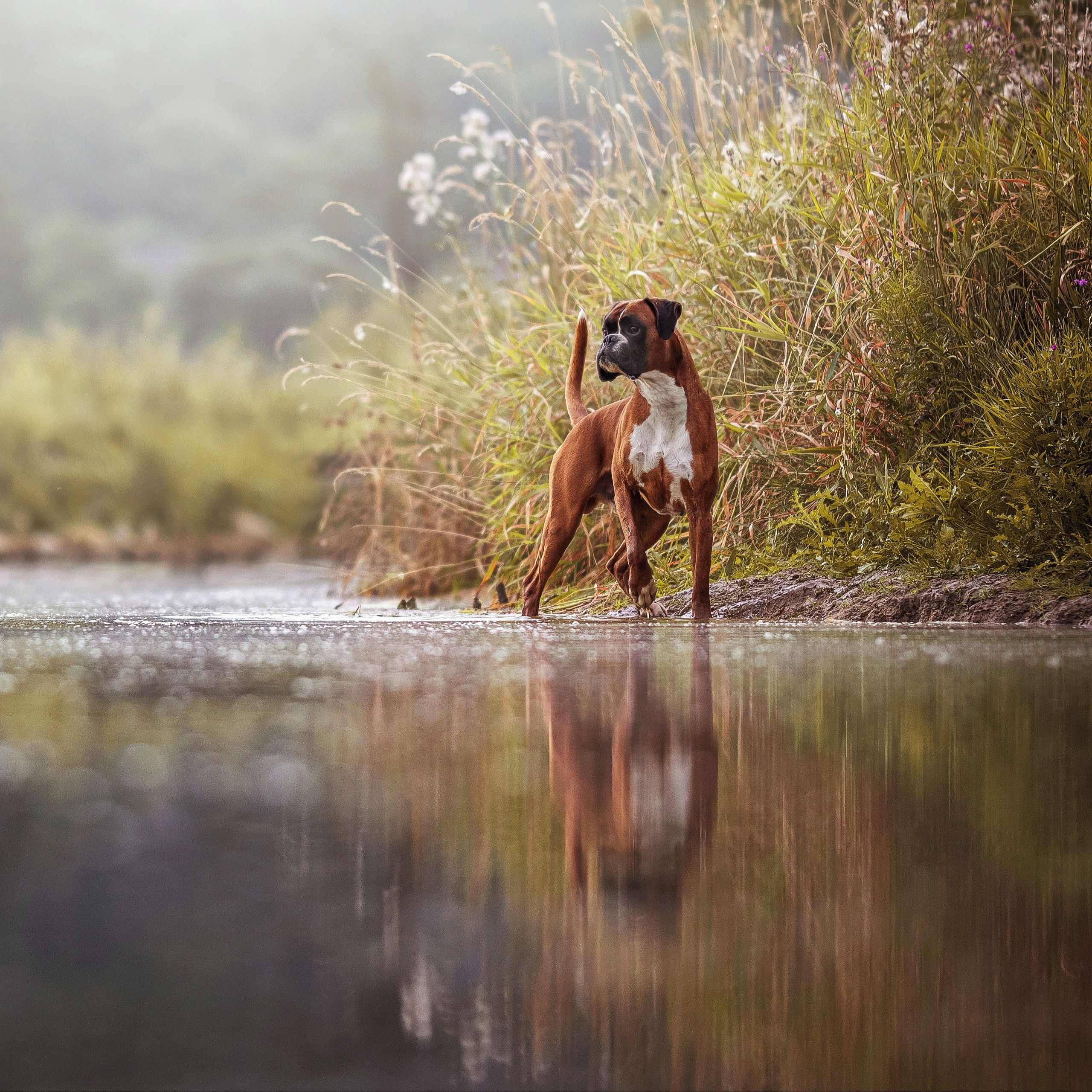Soutěžní fotografie - Harry,  Německý boxer