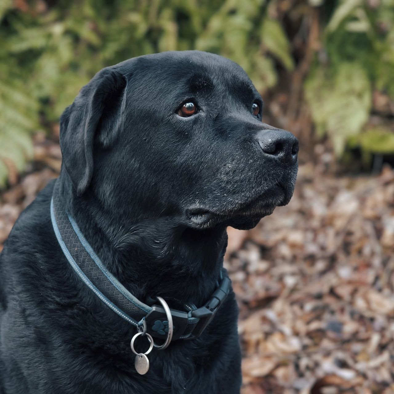 Soutěžní fotografie - Dusty,  Labradorský retriever