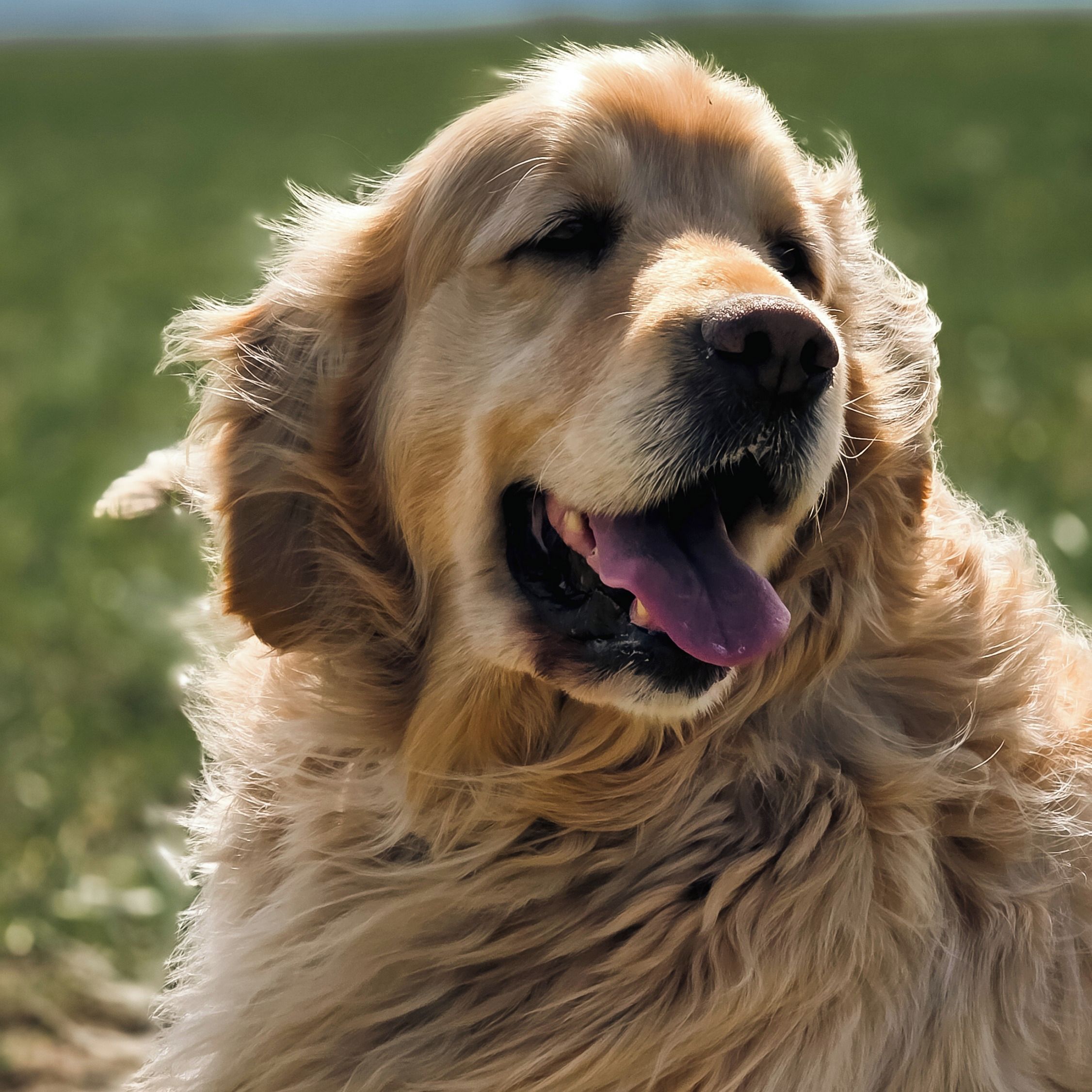 Soutěžní fotografie - Tomík,  Zlatý retriever