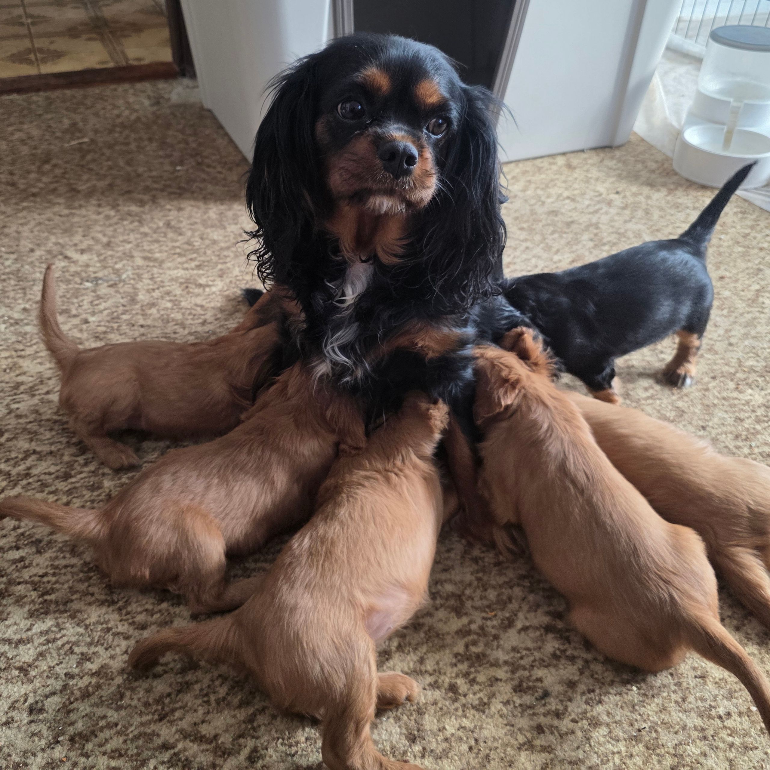 Soutěžní fotografie - Emi,  Kavalír King Charles španěl