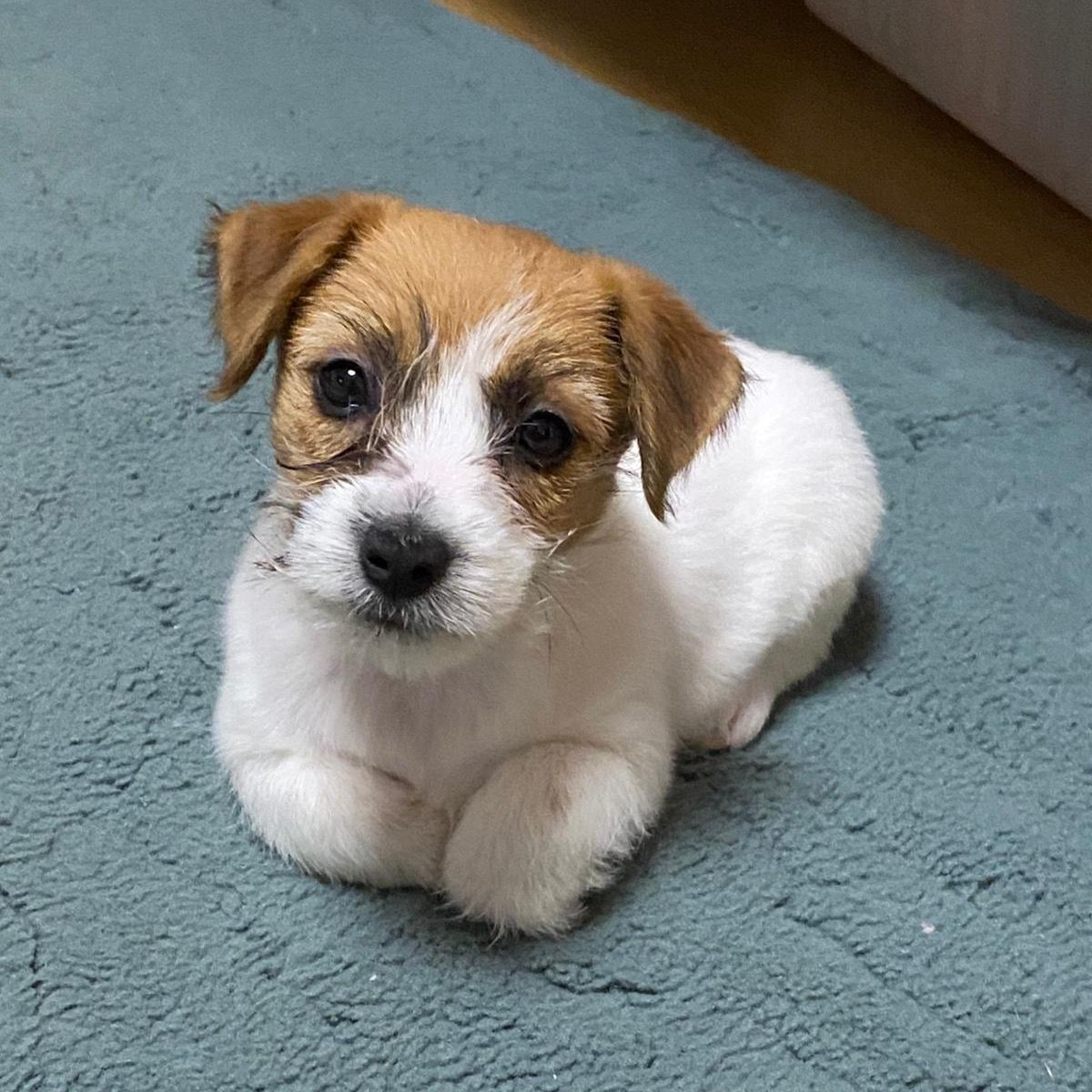 Soutěžní fotografie - Roxy,  Jack Russell Teriér