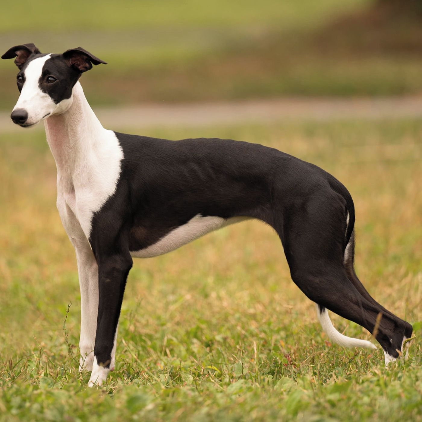 Soutěžní fotografie - Yolly,  Whippet