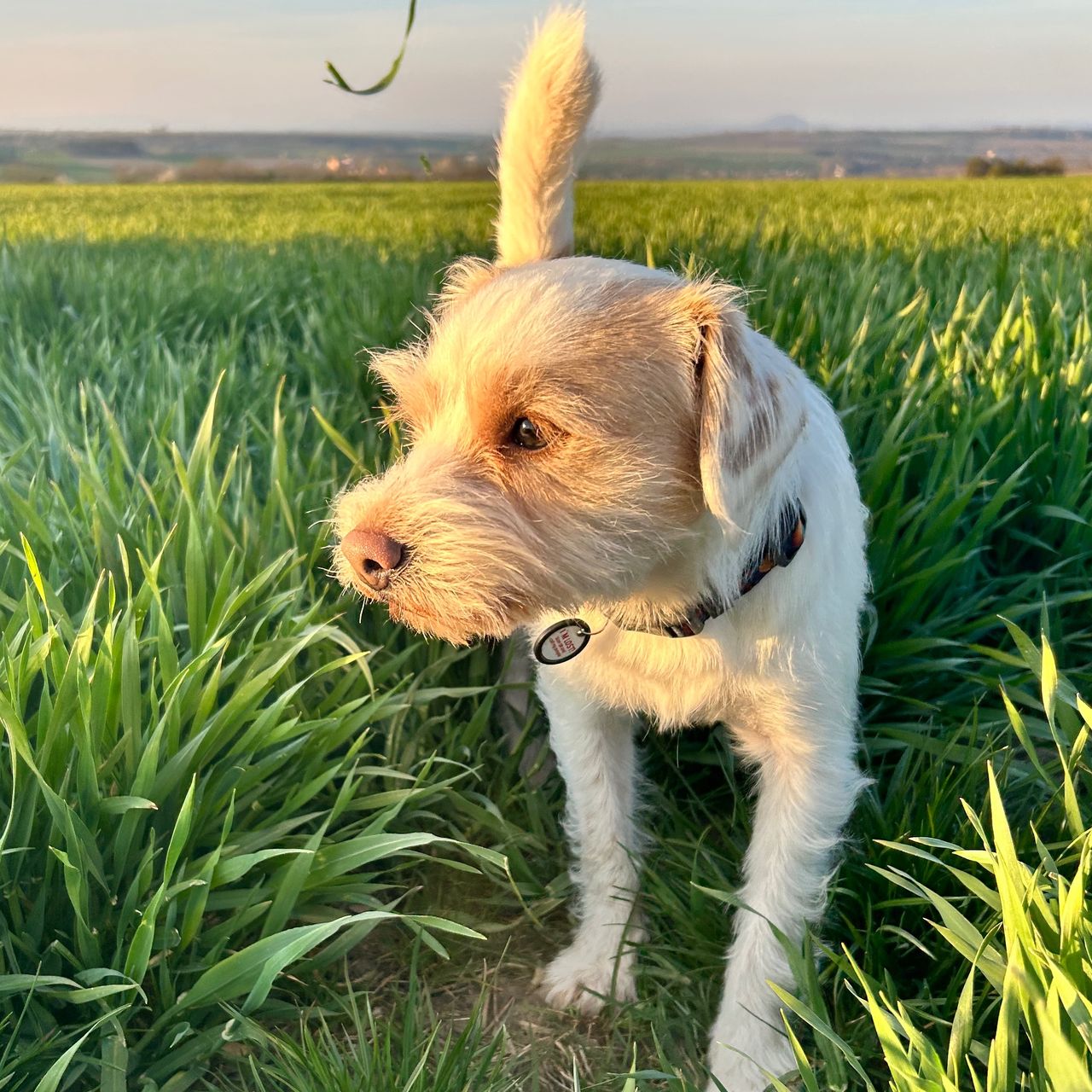 Soutěžní fotografie - Max,  Parson Russell Teriér
