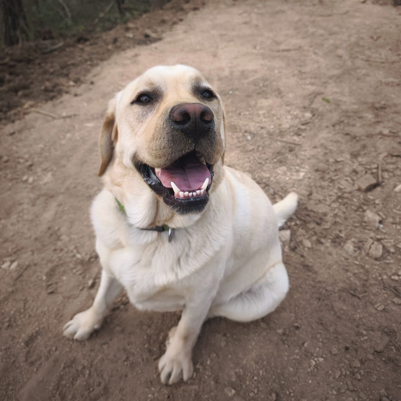 Soutěžní fotografie - Báďa,  Labradorský retriever