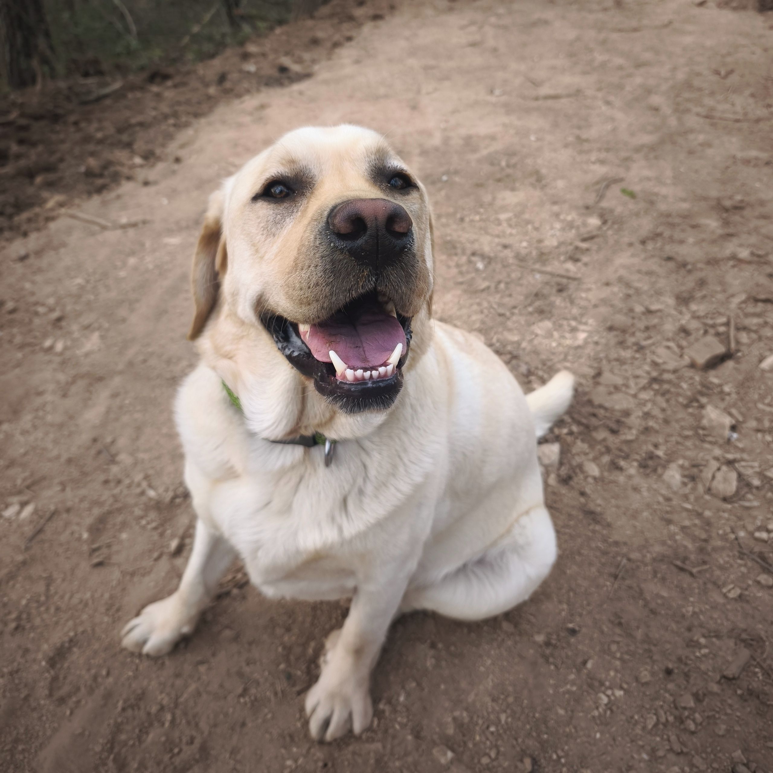 Soutěžní fotografie - Báďa,  Labradorský retriever