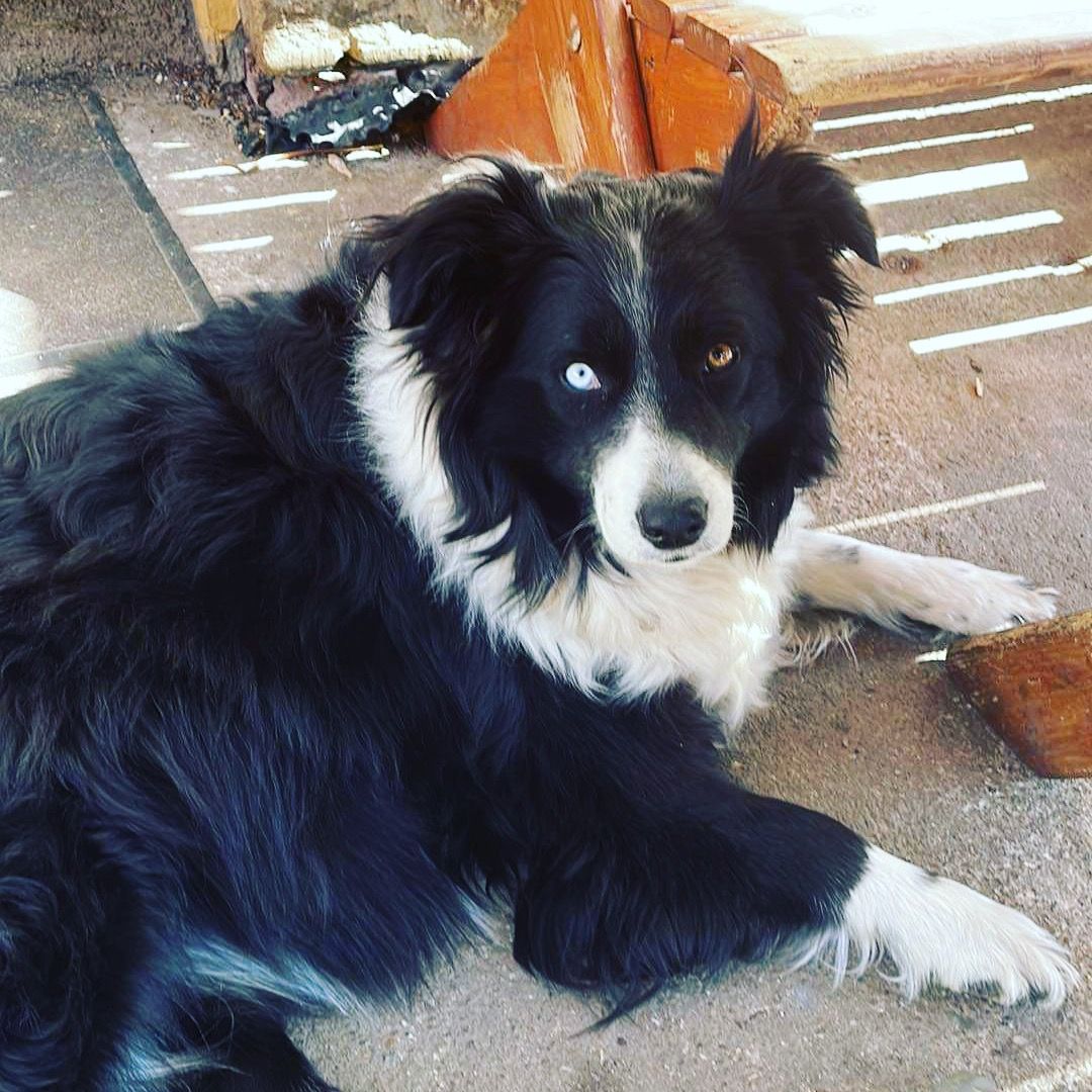 Soutěžní fotografie - Mia,  Border kolie