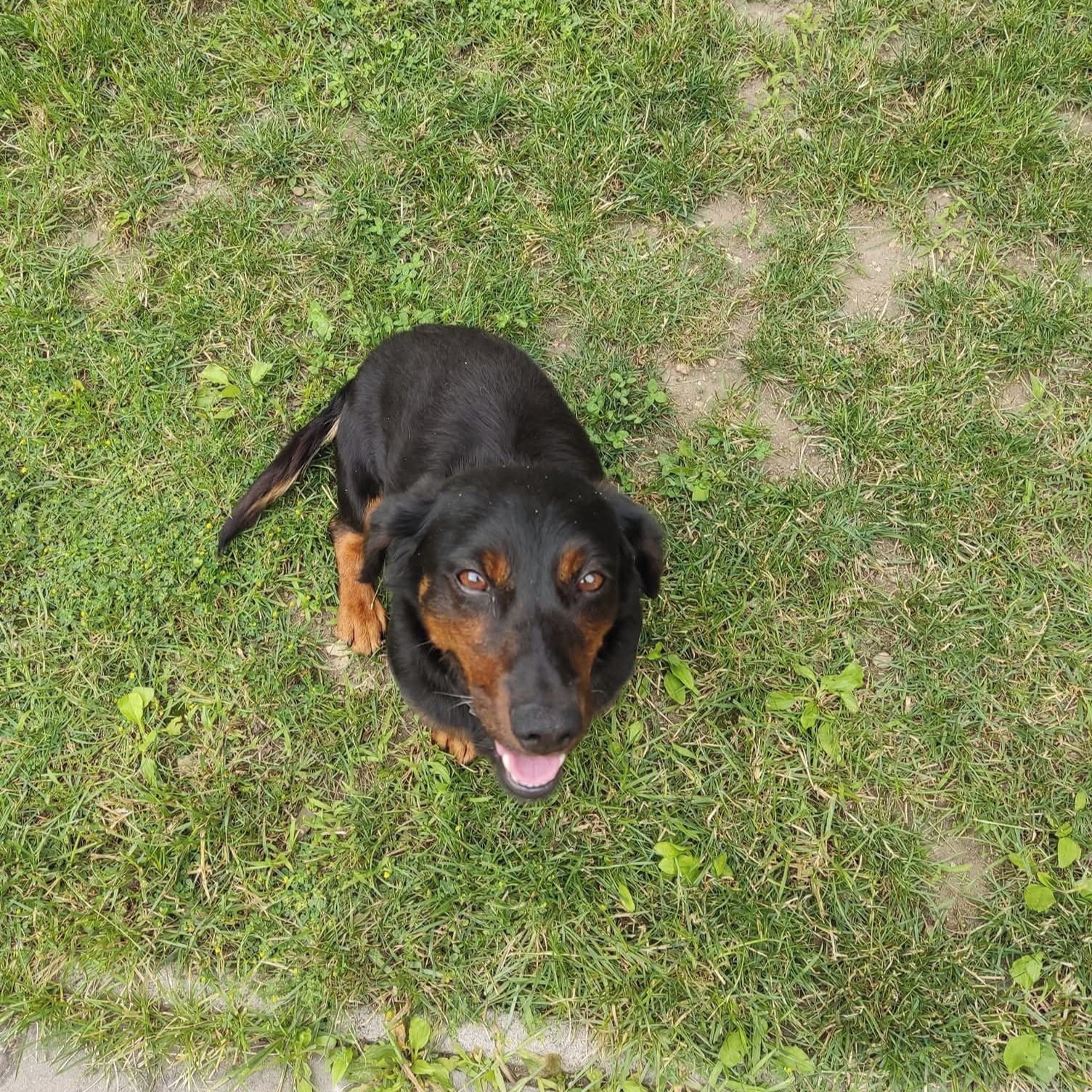 Soutěžní fotografie - Dany,  Jezevčík